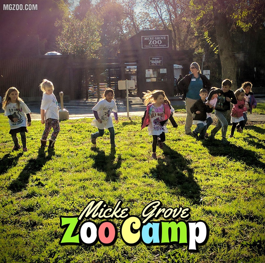 Winter Zoo Camps For Kids At The Micke Grove Zoo