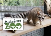 Points of ‘PAWS'itivity at the Micke Grove Zoo