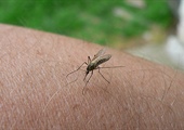 First Invasive Aedes Mosquitoes Discovered In San Joaquin County
