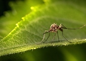 First West Nile Virus-Positive Mosquitoes in San Joaquin County 2024