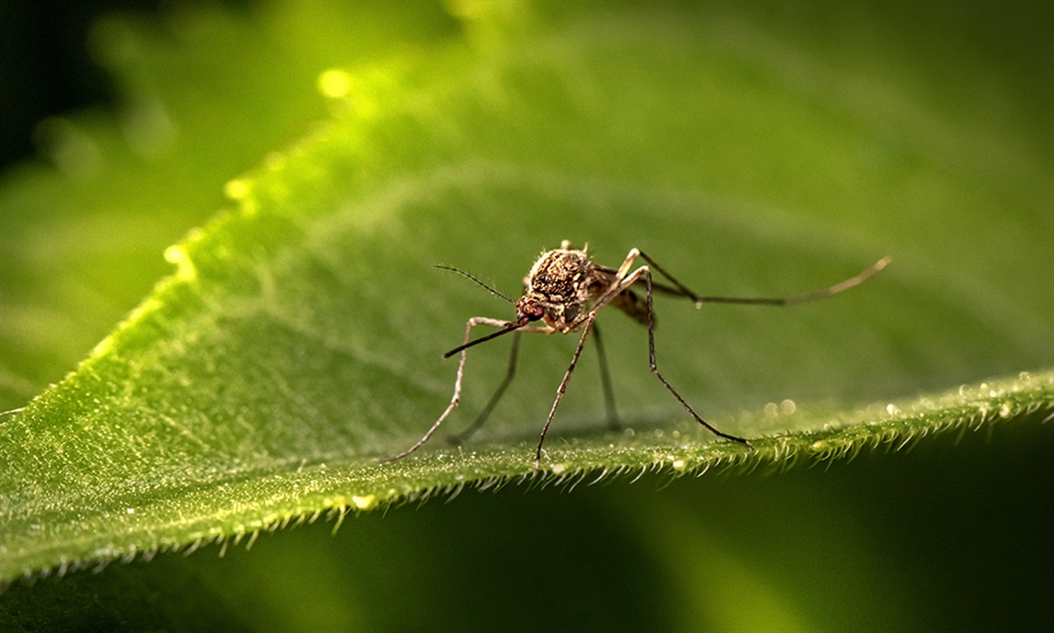 First West Nile Virus-Positive Mosquitoes in San Joaquin County 2024