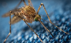 Three Separate Samples Of Mosquitoes Test West Nile Virus Positive in Stockton